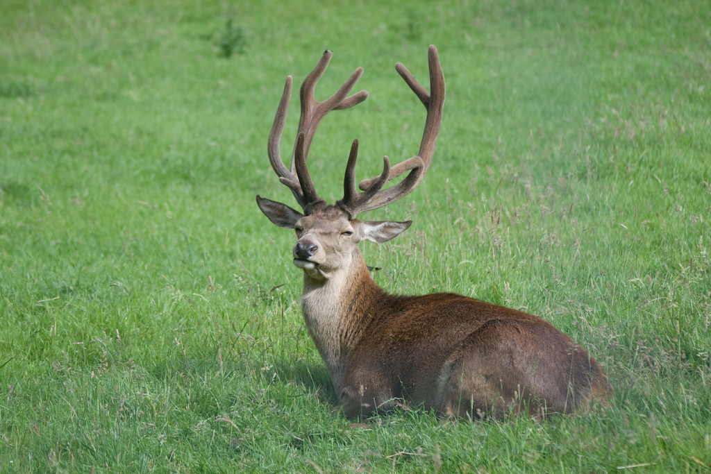 photographybyduncanholmes_2626740267_Bunratty30-8.jpg