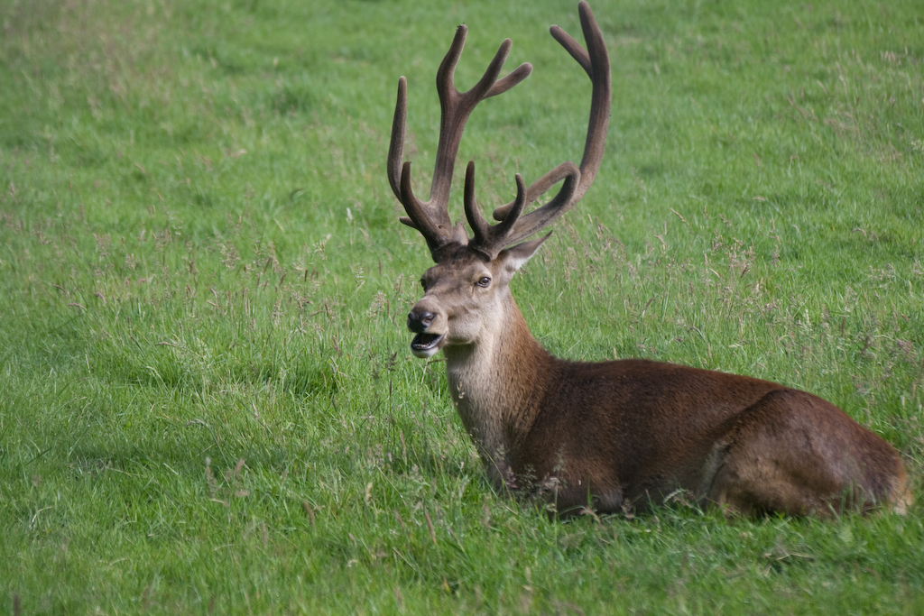 photographybyduncanholmes_2626741645_Bunratty30-12.jpg