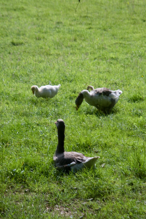 photographybyduncanholmes_2626747959_Goslings.jpg