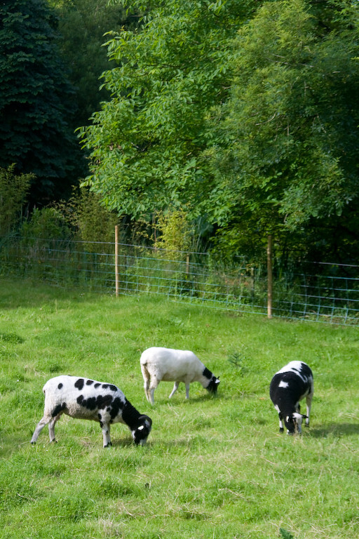 photographybyduncanholmes_2627556512_Bunratty30-3.jpg