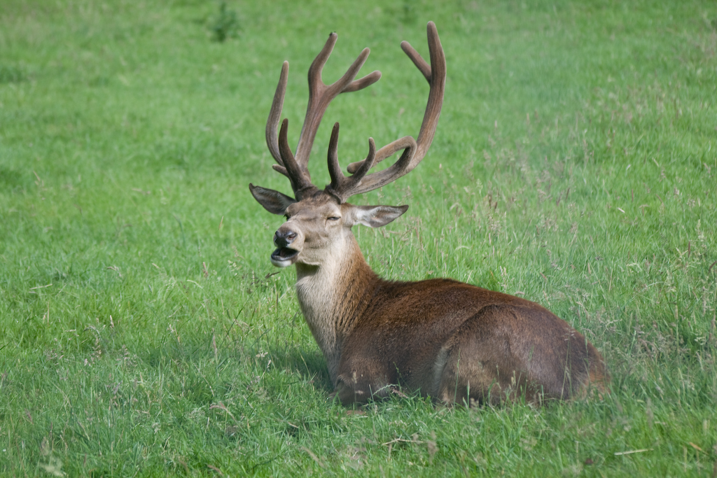 photographybyduncanholmes_2627558784_Bunratty30-9.jpg