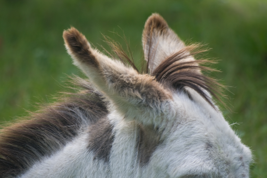 photographybyduncanholmes_2627562676_Bunratty30-20.jpg