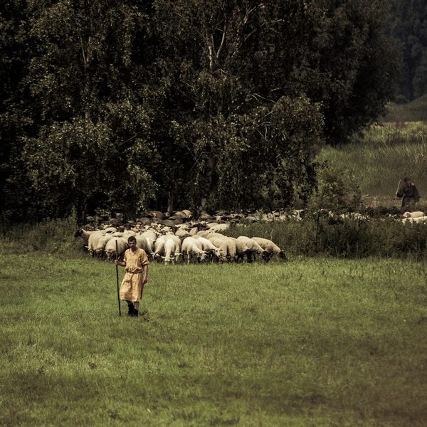 sheep.jpg