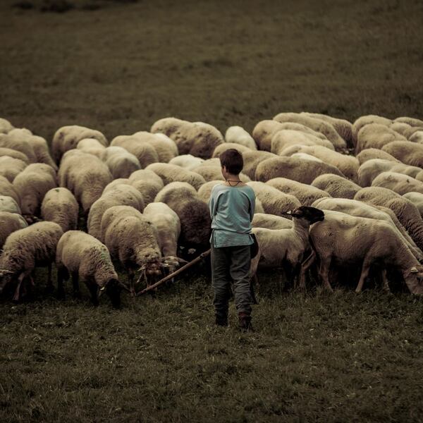 shepherd boy.jpg
