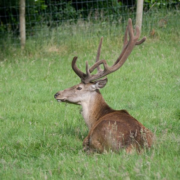 photographybyduncanholmes_2626739413_Bunratty30-6.jpg