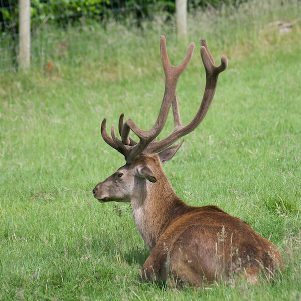 photographybyduncanholmes_2626739805_Bunratty30-7.jpg