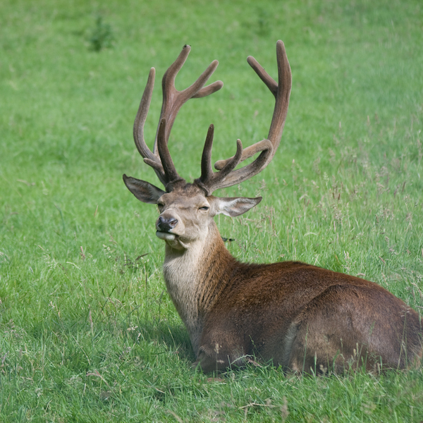 photographybyduncanholmes_2626740267_Bunratty30-8.jpg