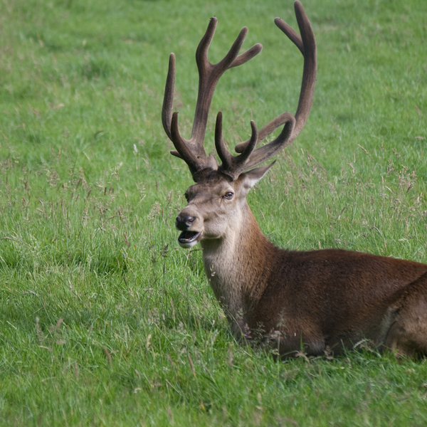 photographybyduncanholmes_2626741645_Bunratty30-12.jpg