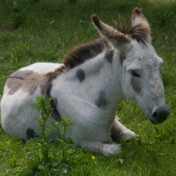 photographybyduncanholmes_2626744155_Bunratty30-19.jpg