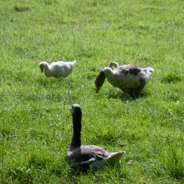 photographybyduncanholmes_2626747959_Goslings.jpg