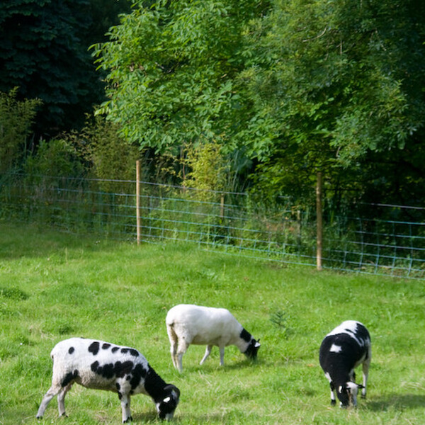 photographybyduncanholmes_2627556512_Bunratty30-3.jpg