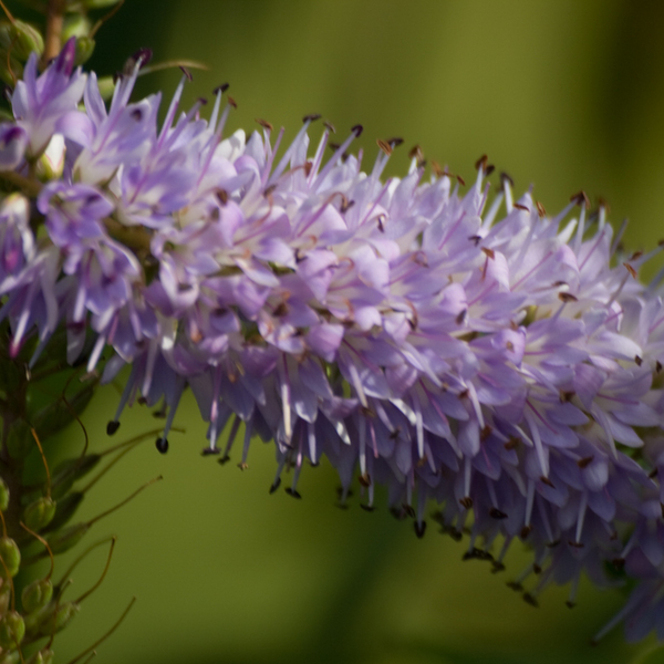 photographybyduncanholmes_2627557072_Bunratty30-5.jpg