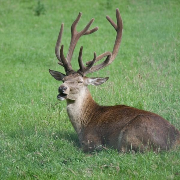 photographybyduncanholmes_2627558784_Bunratty30-9.jpg