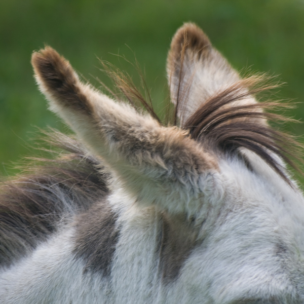 photographybyduncanholmes_2627562676_Bunratty30-20.jpg