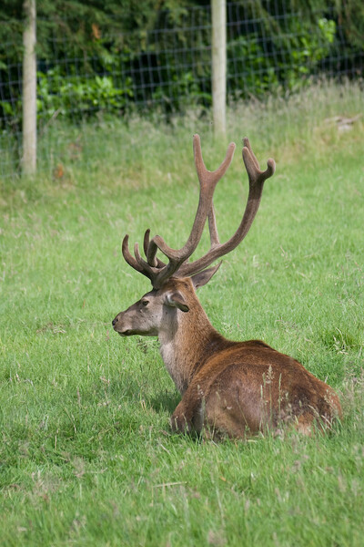 photographybyduncanholmes_2626739805_Bunratty30-7.jpg