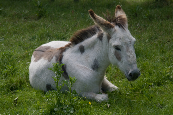 photographybyduncanholmes_2626744155_Bunratty30-19.jpg